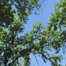 타슈켄트 이미지