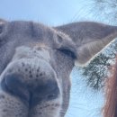 브리즈번 101 | [호주] #1. 브리즈번 중국남방항공 경유 비행기 티켓 구매 후기