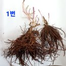 하늘말나리/큰꽃으아리/참으아리/처녀치마/비비추/각시붓꽃/자연산병풍취/동자꽃/세신/노루오줌/우산나물/금꿩의다리 이미지