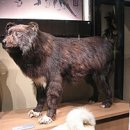 화태견(카라후토 개)의 혼란의 이유 이미지