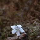 매혹적인 꽃향기 속에서(425) – 변산바람꽃(안양 수리산)(1) 이미지