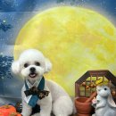 멍멍이까까 이미지