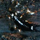 6.8 곤충강 _ 집게벌레목 (영어이름 Earwigs) 이미지