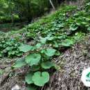 강원도 평창, 산재배 산곰취 / 산아래 참나물 판매합니다. 이미지