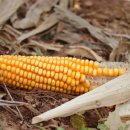 베스트팜 이미지