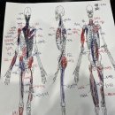 머슬블라썸 이미지