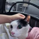 본동물메디컬센터 24시수성점 | 알밤이 호스피스를 위하여 방문한 본동물메디컬센터 24시 수성점