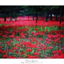 선운사꽃무릇 이미지