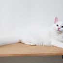 피니엔스 이미지