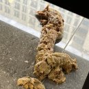 문정힐스 동물병원 | [문정힐스동물병원] 강아지 이물질 및 하트가드 다량 섭취/구토 유발