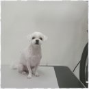 행복한애견미용실 이미지