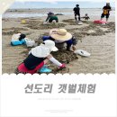 서천-23 | 서천 아이들과 조개잡이 선도리 갯벌체험 해루질, 조개캐기 준비물 (동죽 엄청 캐온 내돈내산 후기)