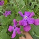 루나리아(lunaria)