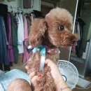 젤리즈펫 이미지