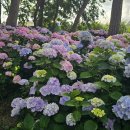 서산소나무힐링 이미지