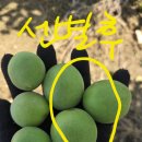 매실장아찌용 필요하신분 딱1분만 이미지