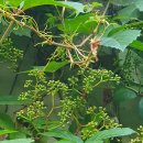 하늘담쟁이 이미지