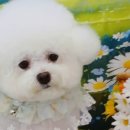 댕며들개 이미지