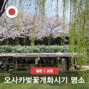 벚꽃마루 | 일본 오사카 벚꽃 개화 시기 2026 조폐국 축제 2025 후기 교토 여행