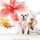 다나펫샵 이미지