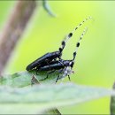 푸른초원 이미지