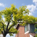 초월약초 이미지