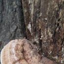 이 버섯종류가 혹시 참나무상황버섯? 이미지