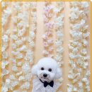 즐거운 애견미용 이미지