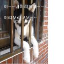 개와고양이 이미지