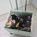 키다리 | 견종, 무게 제한 없는 충주 크리스마스 마당 대관 후기 (구 키다리마당)