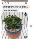 꽃송아리 이미지