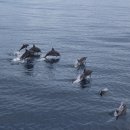 타이완 화롄 앞바다에서 긴부리돌고래들을 만났습니다 이미지