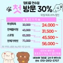 멍미용 | 연수동 애견미용 멍티움 말티푸 곰돌이컷 후기