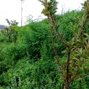 자두나무농장 이미지