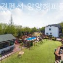 속초 애견펜션 양양 해피 플레이스 이미지