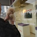 대구강아지분양 퍼피얌 이미지