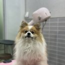 미코 그루밍 이미지