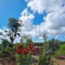 다이나 마이트백일홍 이미지