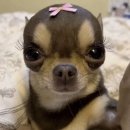 윗시 | ⊹ 4dnjf 윗시 ⊹