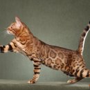 사바나동물병원 이미지