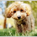 베베동물병원 이미지