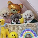 오늘도 예쁜 그루밍 이미지