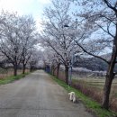 인다락벚꽃길 이미지
