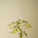 더그린썸 이미지