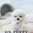 온퍼피 프리미엄 전주강아지분양 본점 이미지