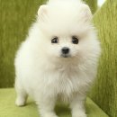 맘마펫