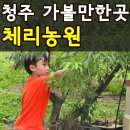 청주 체리농원 '카라반+과일수확+물놀이+캠핑+피크닉'까지 가능한 곳 완벽정리