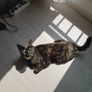 다우동물병원 | 고양이 봄철 눈충혈 눈부음 꽃가루 알러지 결막염 김포 다우동물병원 건강검진