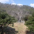 신안흑산진리무심사지삼층석탑과석등 티스토리