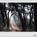 삼릉계곡 소나무 숲속의 빛내림 이미지
